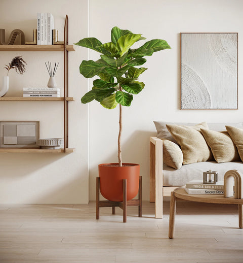 Fiddle Leaf Fig XL