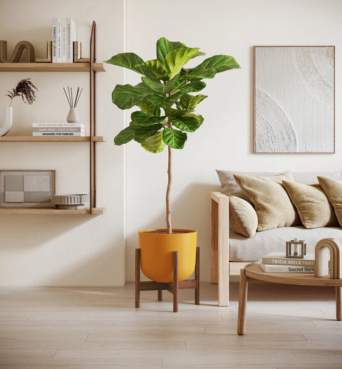 Fiddle Leaf Fig XL