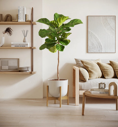 Fiddle Leaf Fig XL