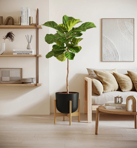 Fiddle Leaf Fig XL