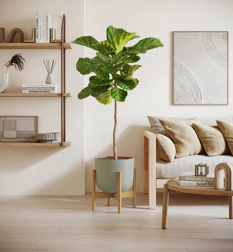 Fiddle Leaf Fig XL