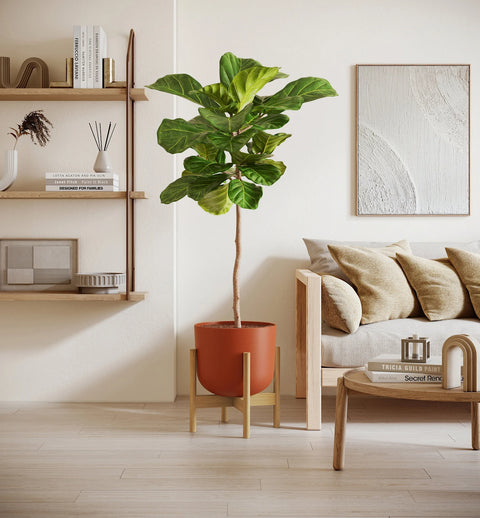Fiddle Leaf Fig XL
