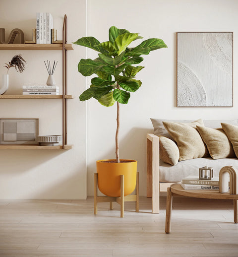 Fiddle Leaf Fig XL