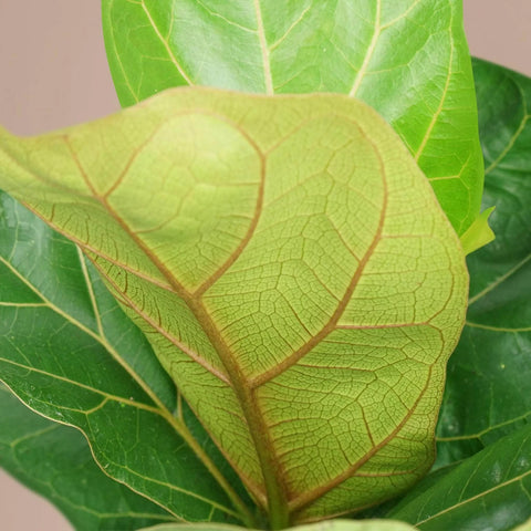 Fiddle Leaf Fig