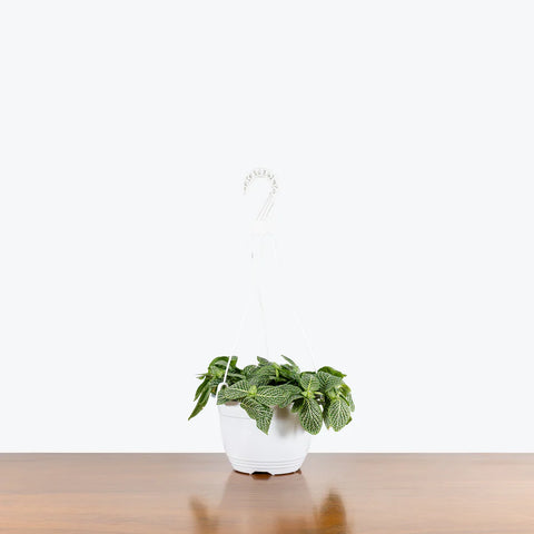White Nerve Plant