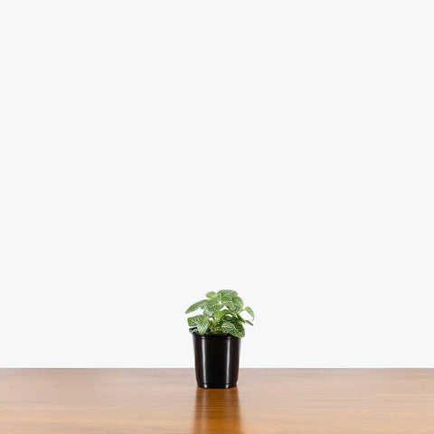 White Nerve Plant