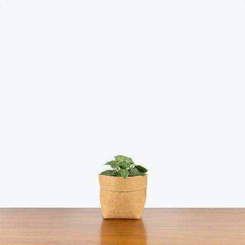 White Nerve Plant