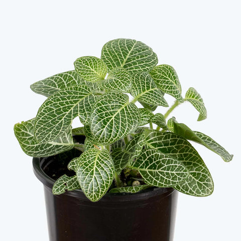 White Nerve Plant