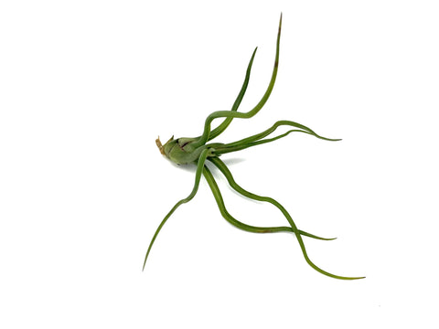 Air Purifying Plants - Indoor