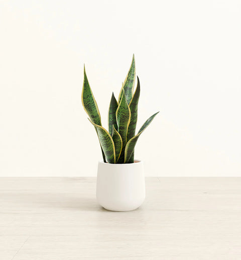 Golden Snake Plant