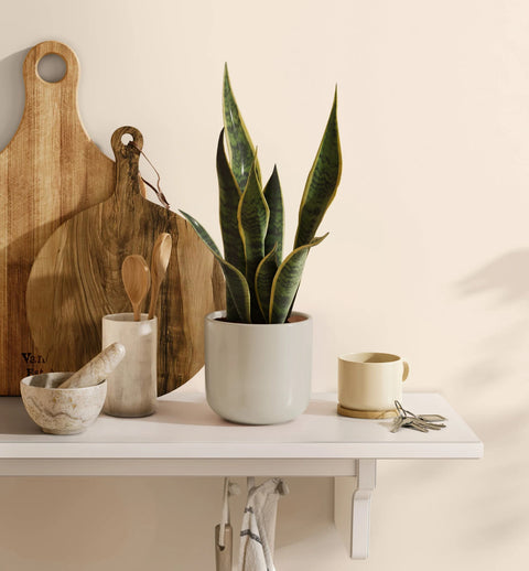 Golden Snake Plant