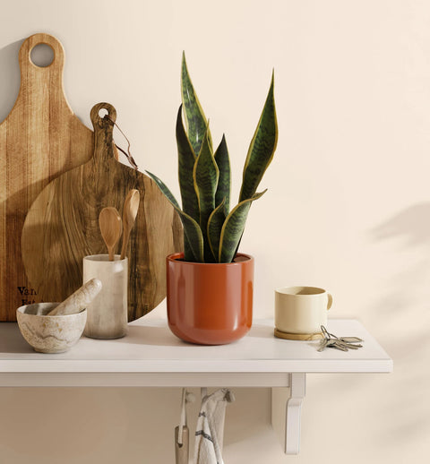 Golden Snake Plant