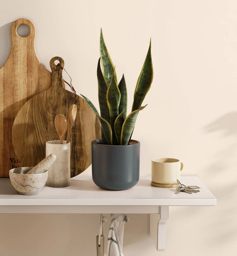 Golden Snake Plant