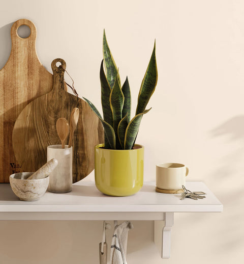 Golden Snake Plant