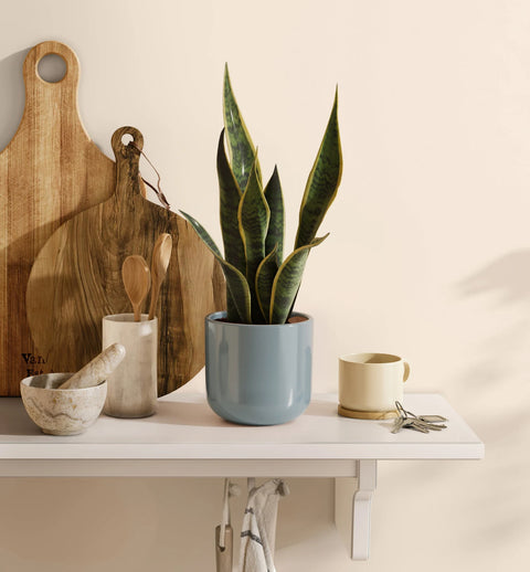 Golden Snake Plant