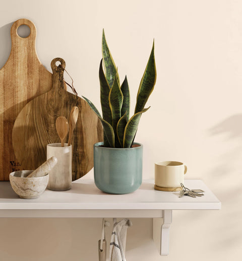 Golden Snake Plant