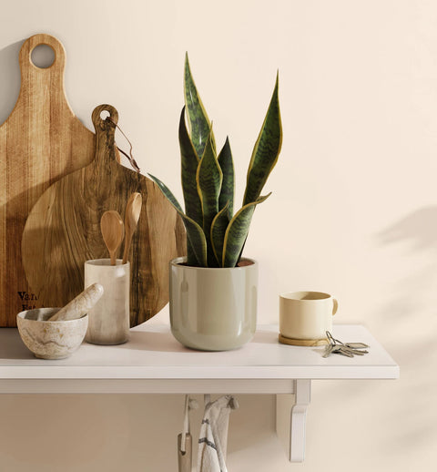 Golden Snake Plant