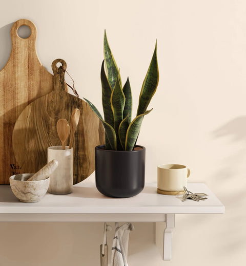 Golden Snake Plant