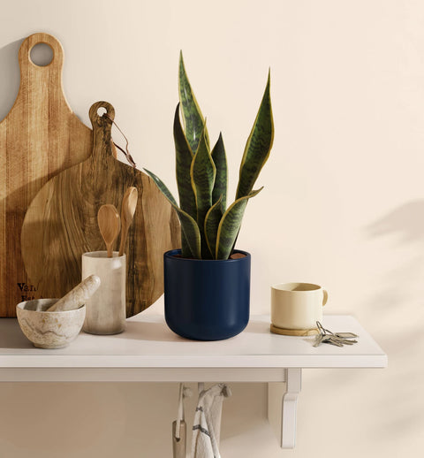 Golden Snake Plant