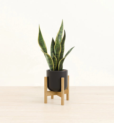 Golden Snake Plant
