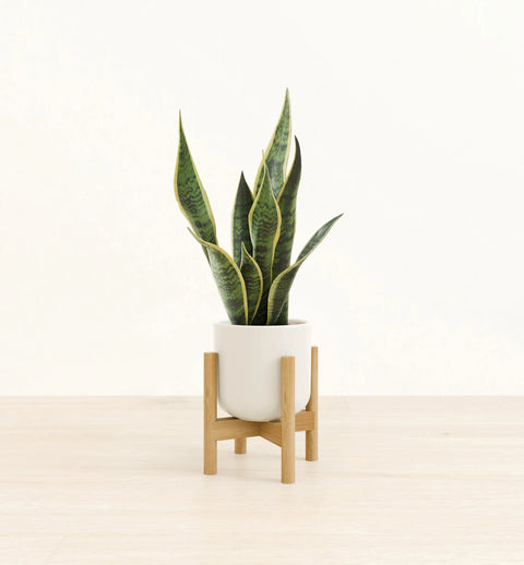 Golden Snake Plant
