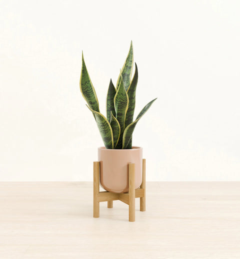 Golden Snake Plant