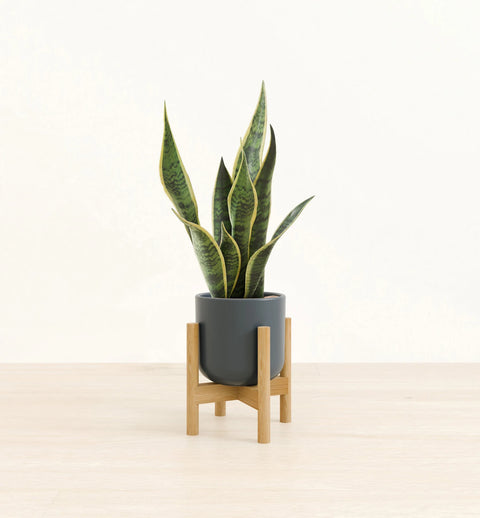 Golden Snake Plant