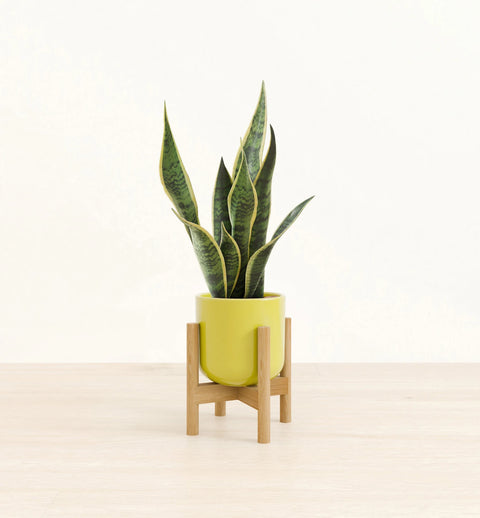 Golden Snake Plant