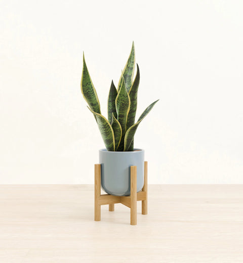 Golden Snake Plant