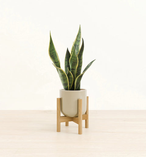 Golden Snake Plant