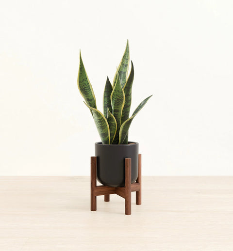 Golden Snake Plant