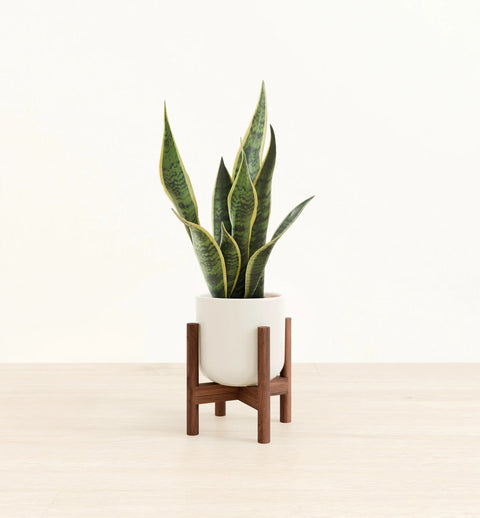 Golden Snake Plant