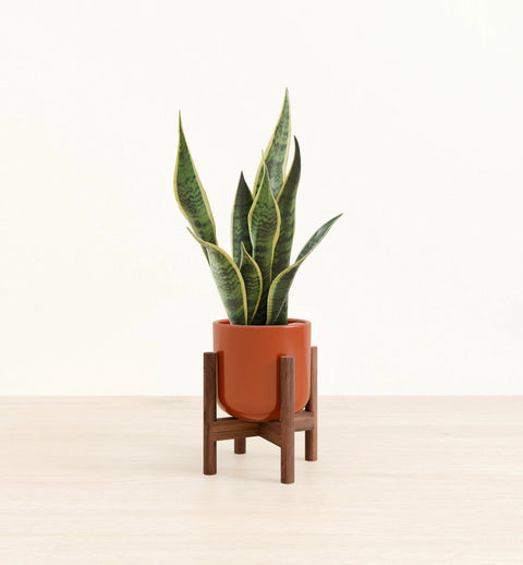 Golden Snake Plant