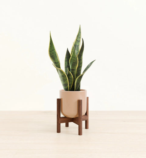 Golden Snake Plant