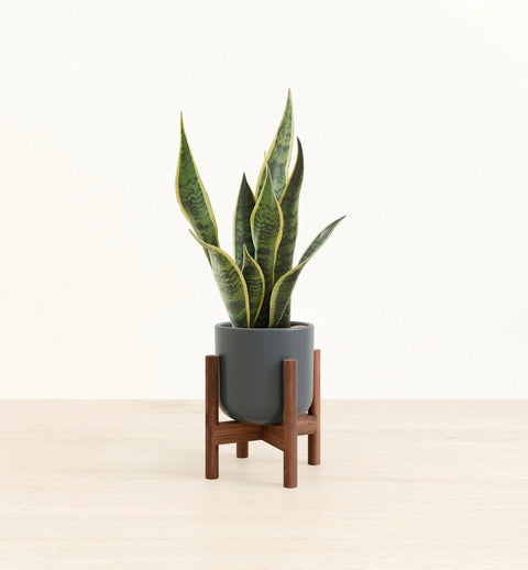 Golden Snake Plant