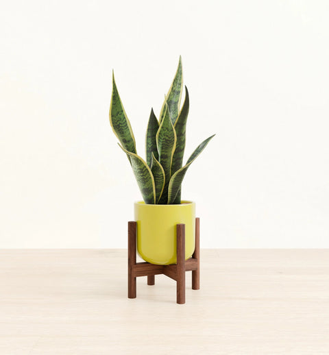 Golden Snake Plant