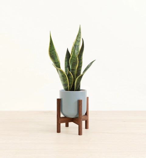 Golden Snake Plant