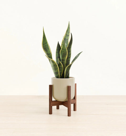 Golden Snake Plant