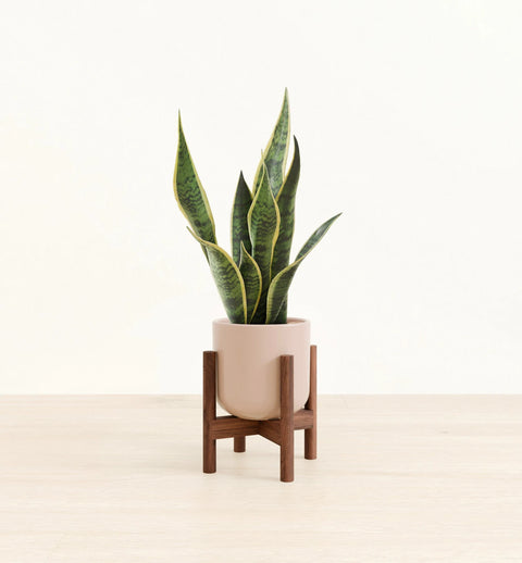 Golden Snake Plant
