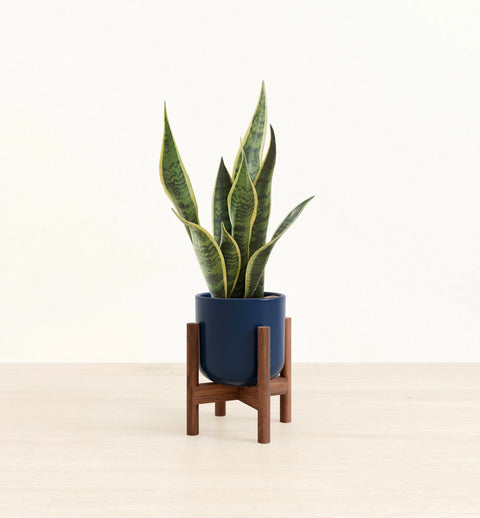 Golden Snake Plant