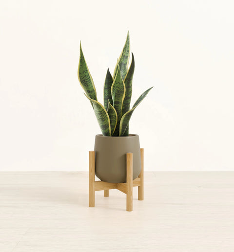 Golden Snake Plant