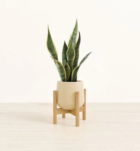 Golden Snake Plant
