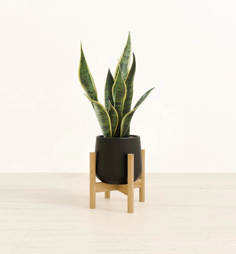 Golden Snake Plant
