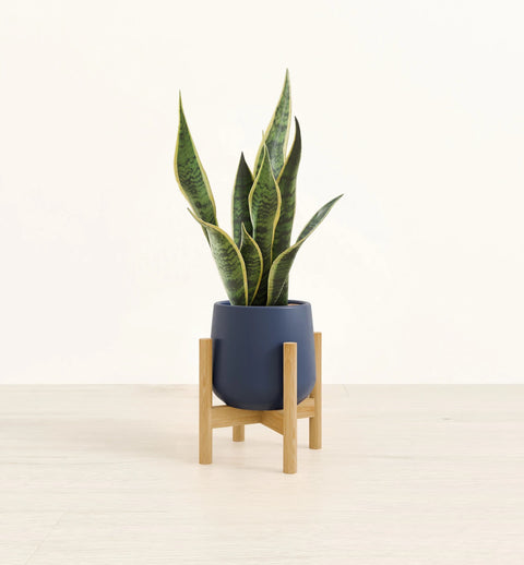 Golden Snake Plant