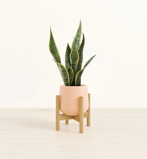 Golden Snake Plant
