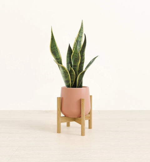 Golden Snake Plant