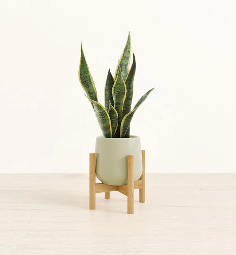 Golden Snake Plant