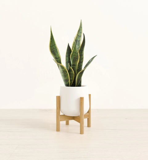 Golden Snake Plant