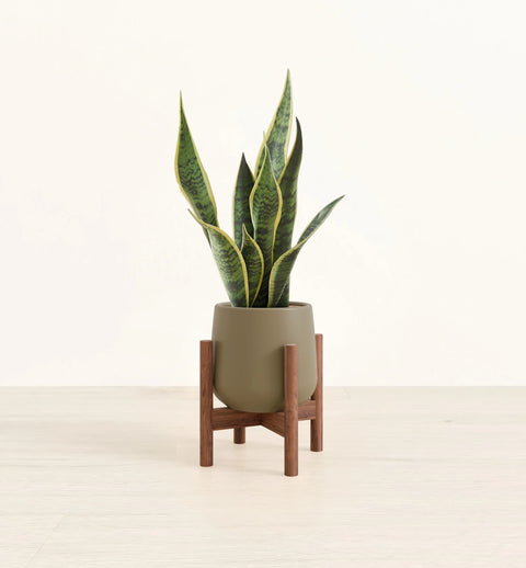 Golden Snake Plant