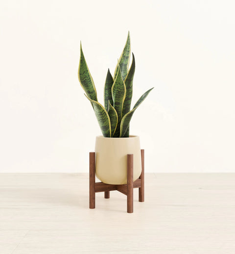 Golden Snake Plant